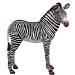 Grand-Scale African Zebra Foal