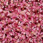 Full Bloom Flower Wall Rental