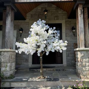 White Cherry Tree Rental