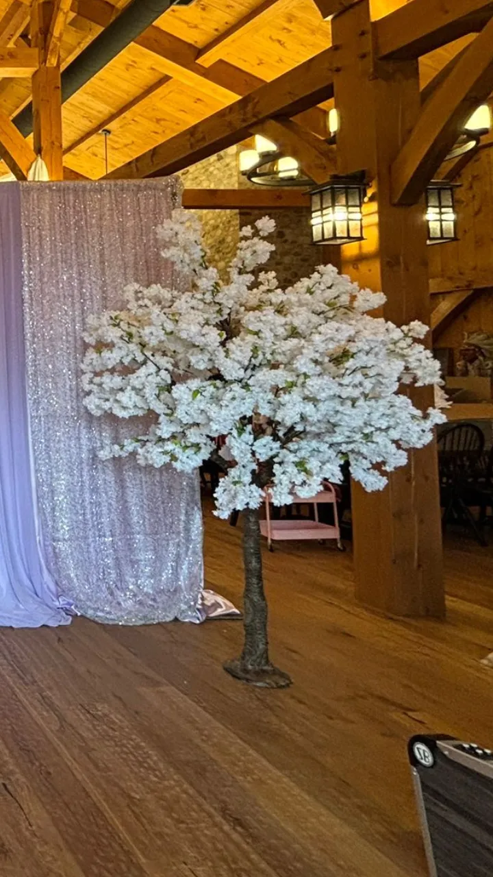 Tillsonburg White Cherry Blossom Tree Rental Tillsonburg White Cherry Blossom Tree Rental