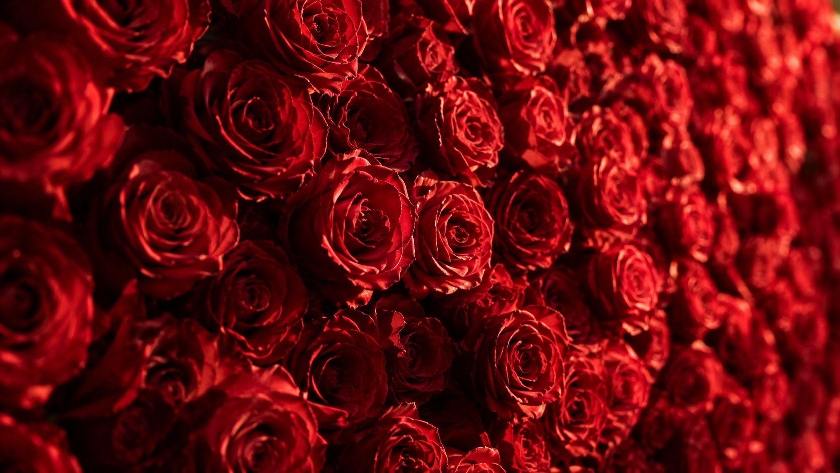 Close view of deep red roses on a floral backdrop lit by low warm sunlight